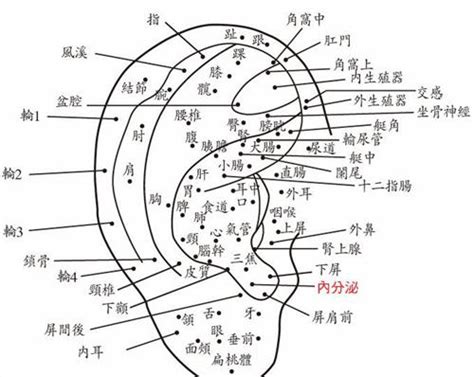 耳廓有痣男|面相：耳朵有痣算命圖解，全位置對照，看看你是哪一。